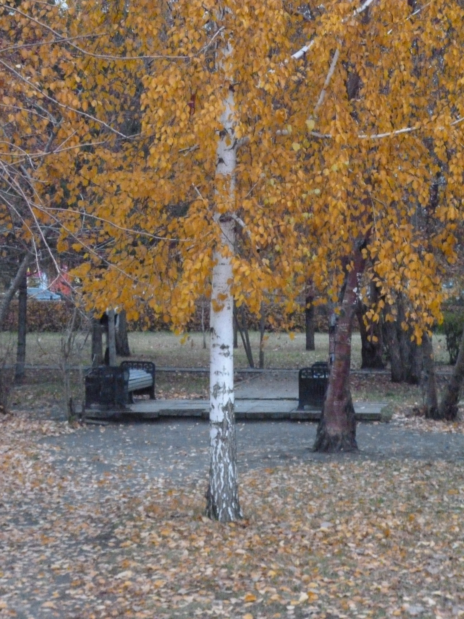 Осень Омск